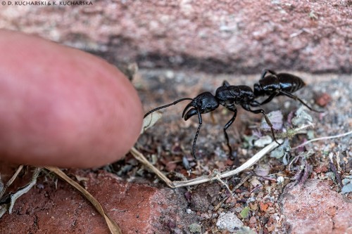 Całkiem duża mrówka ;)