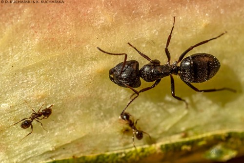 Nieoznaczone mrówki ze środkowej Namibii.