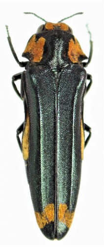 Evimantius rufopictus,Madagascar.JPG