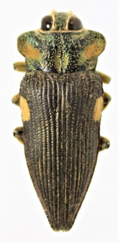 Polybothris expansicollis,Madagascar.JPG