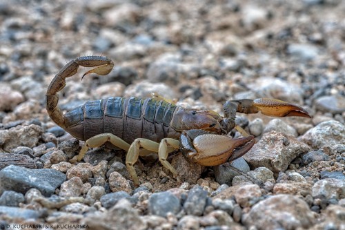 &quot;Ciężarny&quot; skorpion.