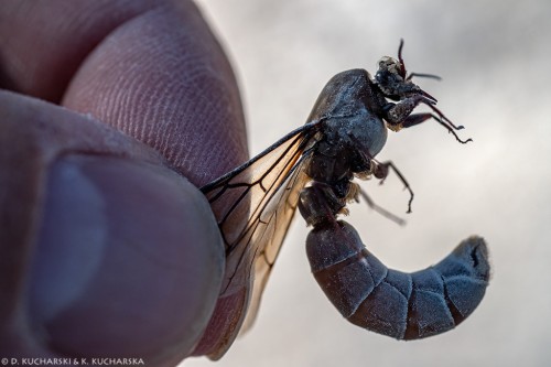 Duży, niestety martwy samiec mrówki, zapewne rodzaj Dorylus.