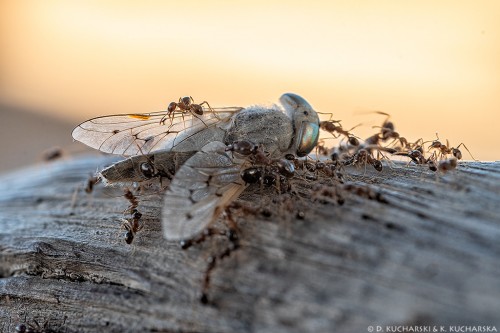 Mrówki rozprawiają się z przedstawicielem Tabanidae ;)