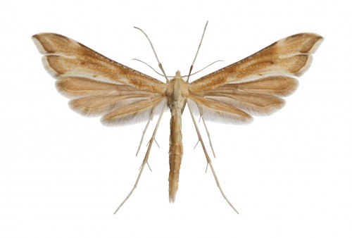 14. Gillmeria pallidactyla samiec 1.jpg