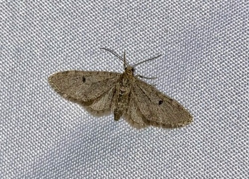 Eupithecia indigata