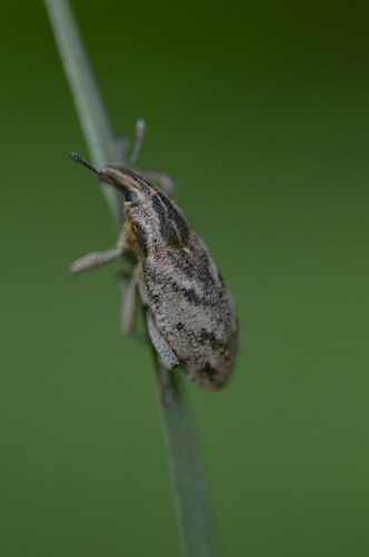 Ryjkowcowate (Curculionidae) do identyfikacji.jpg