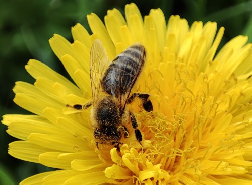 1. Pszczoła miodna (Apis mellifera)