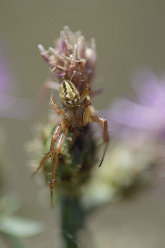 Krzyżak ogrodowy (Araneus diadematus).jpg