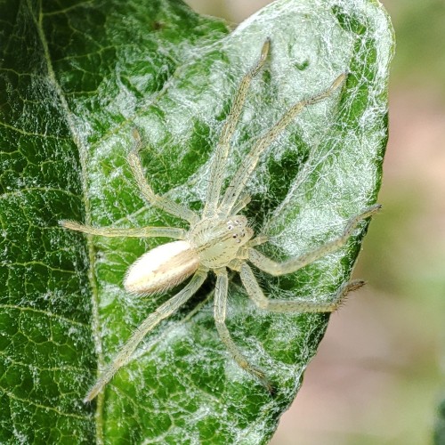 31. Spachacz zielonawy (Micrommata virescens) – młody