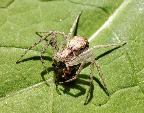 33. Ślizgun (Philodromus sp.) – samica pożerająca pająka prawdopodobnie z rodzaju Metellina