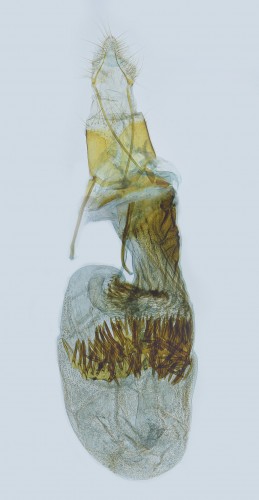 Phycita poteriella, aparat samicy ze zdj. (1).jpg