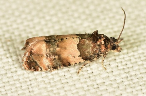 Tortricidae - Lobesia bicinctana DSC_9547.JPG