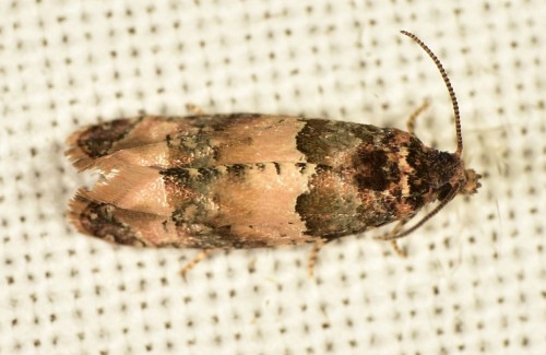 Tortricidae - Lobesia bicinctana DSC_9558.JPG