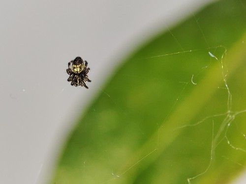 53. (?) - maleńki pajączek (ok. 2 mm) rozpiął sieć w pomieszczeniu
