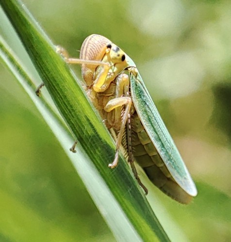 92. Cicadella viridis