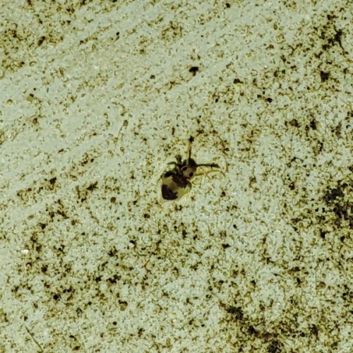 21a. Deuterosminthurus bicinctus - zbliżenie na osobnika z poprzedniego zdjęcia