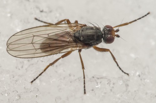 44. Heleomyzidae