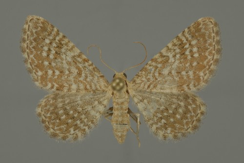 Eupithecia spissilineata.jpg