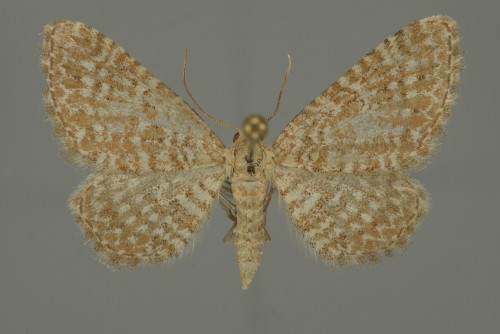 Eupithecia spissilineata (2).jpg
