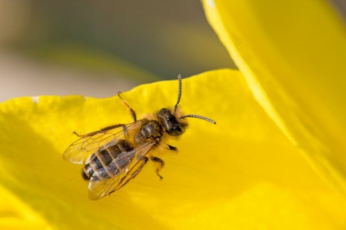Pszczoła 1.jpg