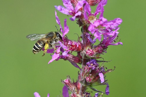 Pszczoła 7.jpg