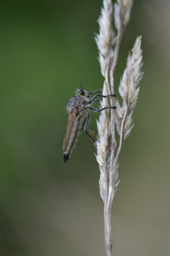 Asilidae – Łowikowate