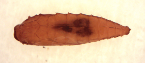 Poczwarka E. freyerella