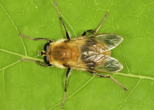 Syrphidae - Criorhina floccosa  DSC_7143.JPG