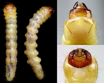 Cerambycidae_Phytoecia coerulescens.jpg