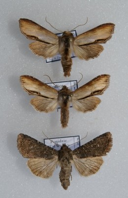 1 i 2 Shargacucullia prenanthis - II kwiecień 2009<br />3 Sideridis turbida - I lipiec 2009 Ponidzie (proszę o potwierdzenie oznaczenia)