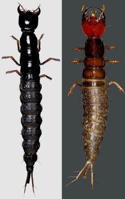 Po lewej: Ocypus ophthalmicus; po prawej: Tasgius melanarius
