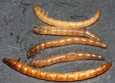Elateridae (na dole) i Tenebrionidae
