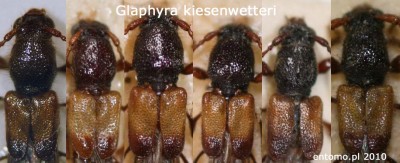 Glaphyra kiesenwetteri - przedplecza (brak trzech bruzd, jak u G.umbellatarum)