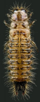 Dasytidae_Dasytes caeruleus larva.jpg