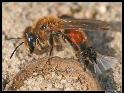 Widok ogólny na pszczołę z pasażerem