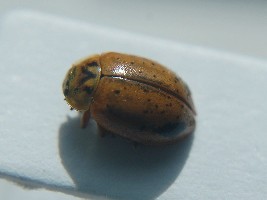Coleoptera_Coccinellidae_unknown__unknown__private-collection__Gdansk__2.jpg