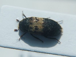 Coleoptera_Dermestidae_Dermestinae__Dermestes_lardarius__private-collection__Gdansk.jpg