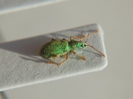 Coleoptera_Curculionidae_unknown__unknown__private-collection__Gdansk__3.jpg