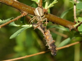 N. rivularis w &quot;szponach&quot; pająka - a tak swoją drogą - co to za gatunek?