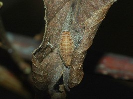 Gąsieniczka w hibernarium - grudzień 2006.
