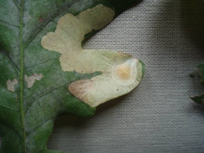 Tischeria ekebladella
