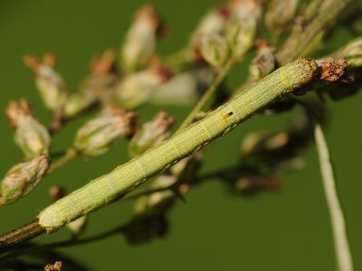 Mała gąsienica żeruje jak widać głównie na kwiatach.