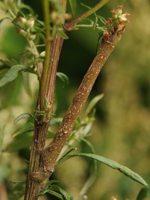 Biston betularia w zbliżeniu - gąsienica ma ok. 6,5 cm długości.