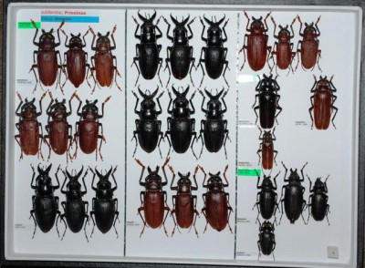 Cerambycidae Prioninae 1.JPG