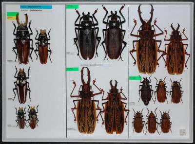 Cerambycidae Prioninae 5.JPG