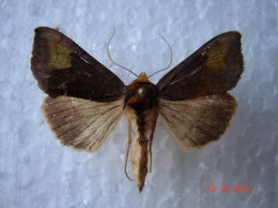 Diachrysia chryson, 19.VII.2011.