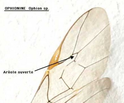 Ophionine-Ophion-areole.jpg