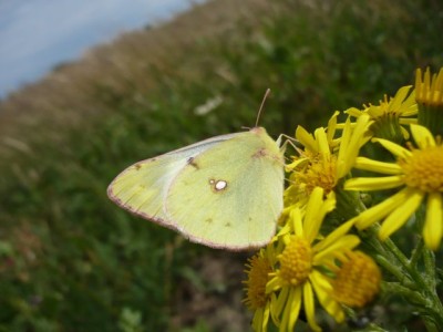 Colias hyale 22.06.2011 rok.jpeg