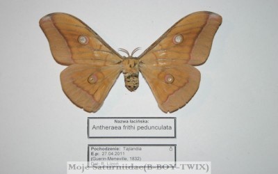 Antheraea frithi pedunculata(Samica-Kartka--).jpg