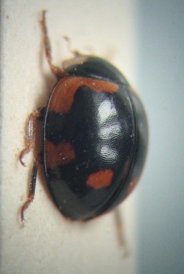 2 - Coccinelidae - dorsolateral.jpg